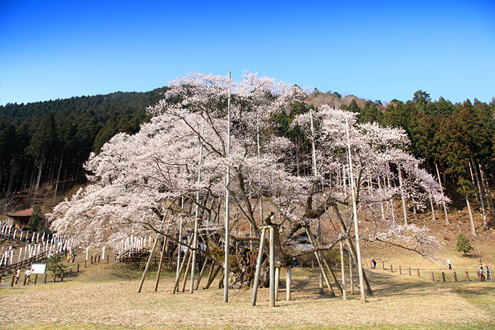 日本三大桜