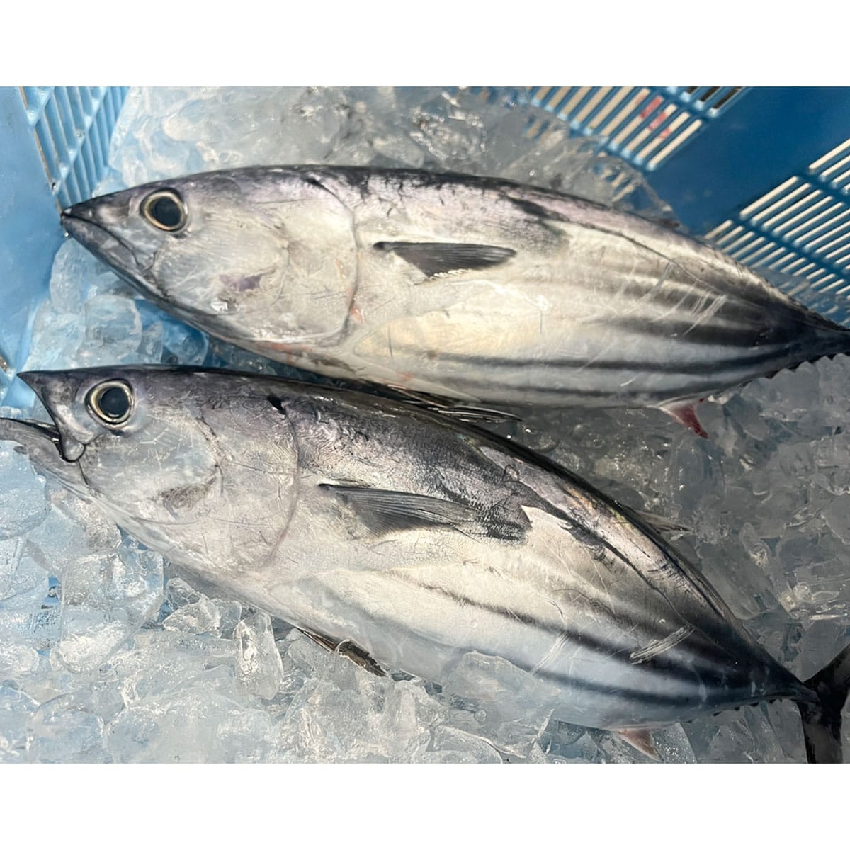 （鰹）6点まとめ買い 高知県産 ”燻香IBUSHIGA”藁焼き鰹たたきセット 約 2人前（1節