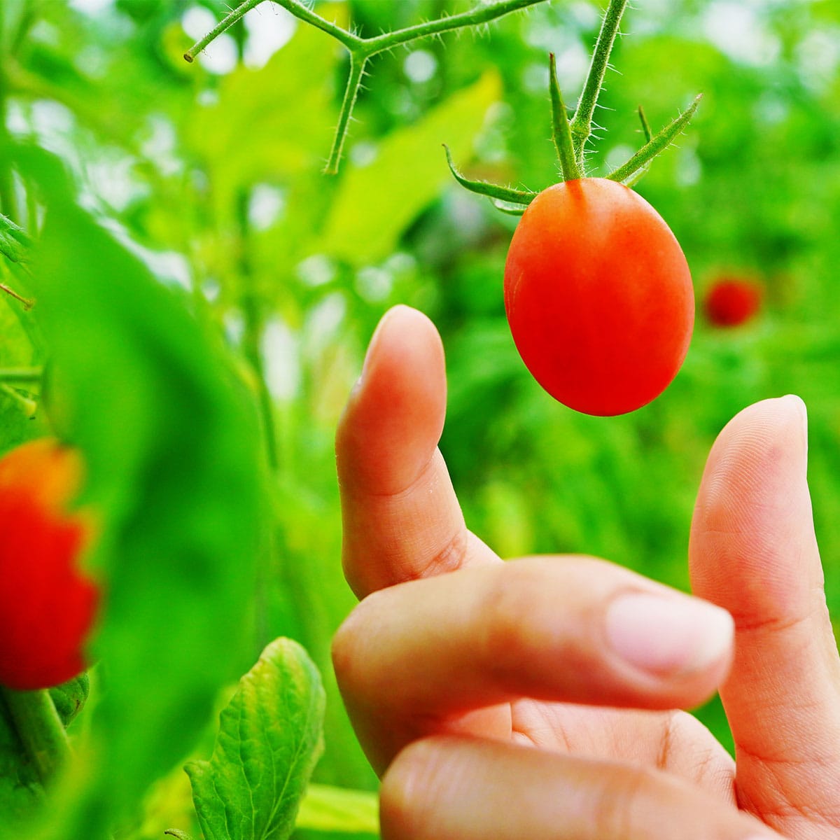 ジェイ・イー・ティ・アグリ】トマピカルネクター 700ml | ABC