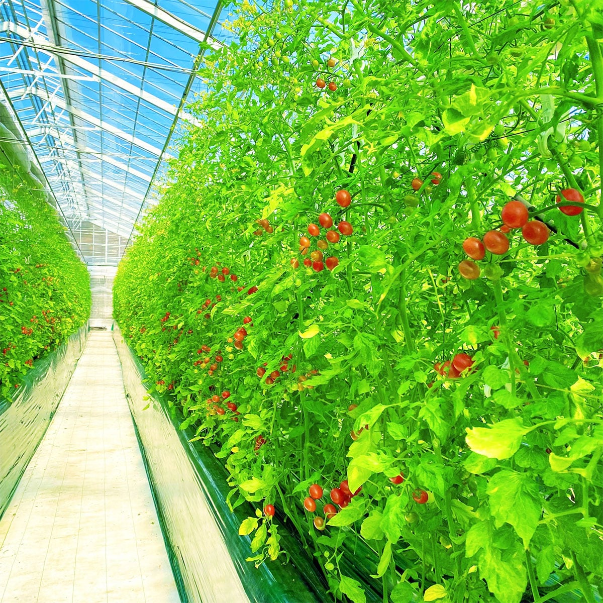 ジェイ・イー・ティ・アグリ】トマピカルネクター 700ml | ABC