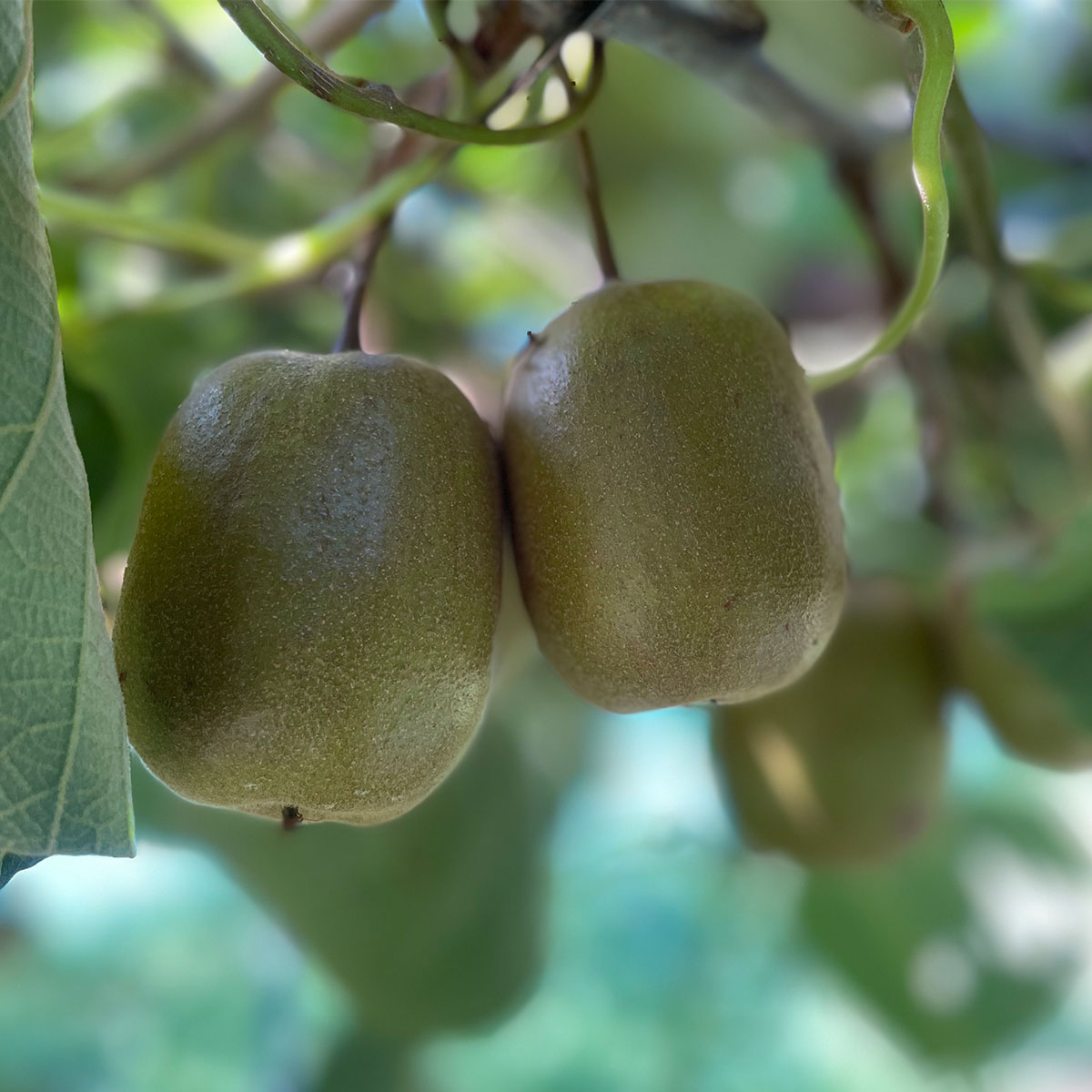 ぽぽ農園】レインボーレッドⓇキウイL～2Lサイズ 16～18個 (約2.0kg