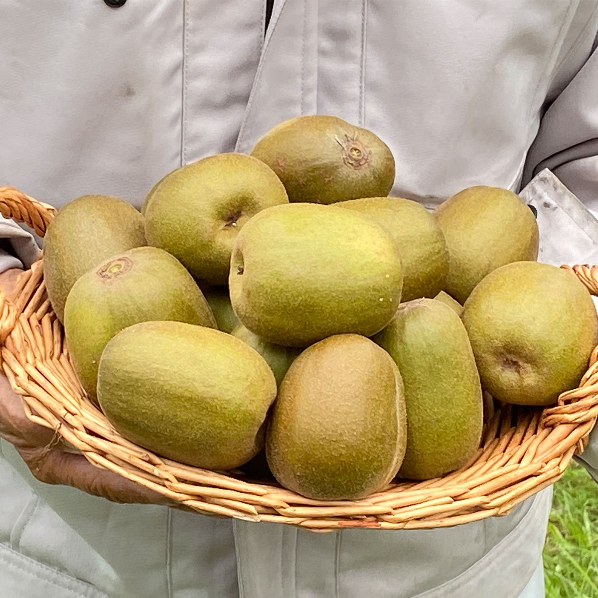 ぽぽ農園】レインボーレッド?キウイL～2Lサイズ 16～18個 (約2.0kg