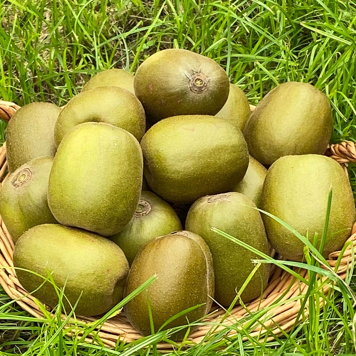 ぽぽ農園】レインボーレッドⓇキウイL～2Lサイズ 16～18個 (約2.0kg