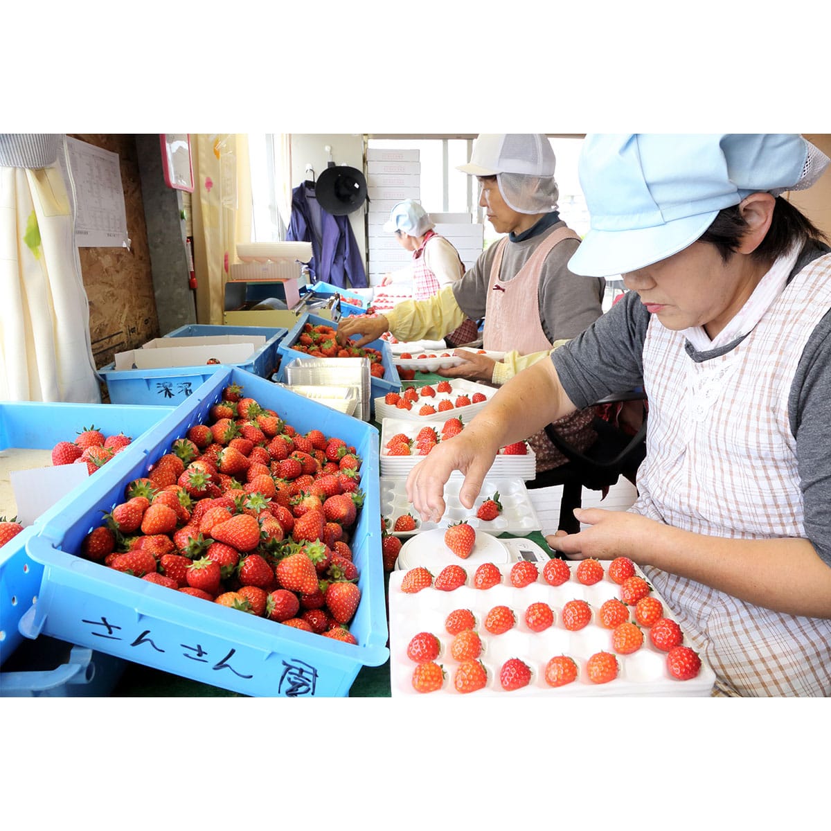 専用出品　いちご様　10kg 販売終了】【燦燦園】大粒うまいちご-みやび-（2箱セット） | ABC