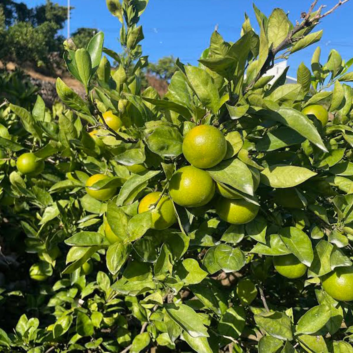 進物用 崖っぷち蜜柑:5kg | ABCミッケ｜【公式】ABC通販サイト