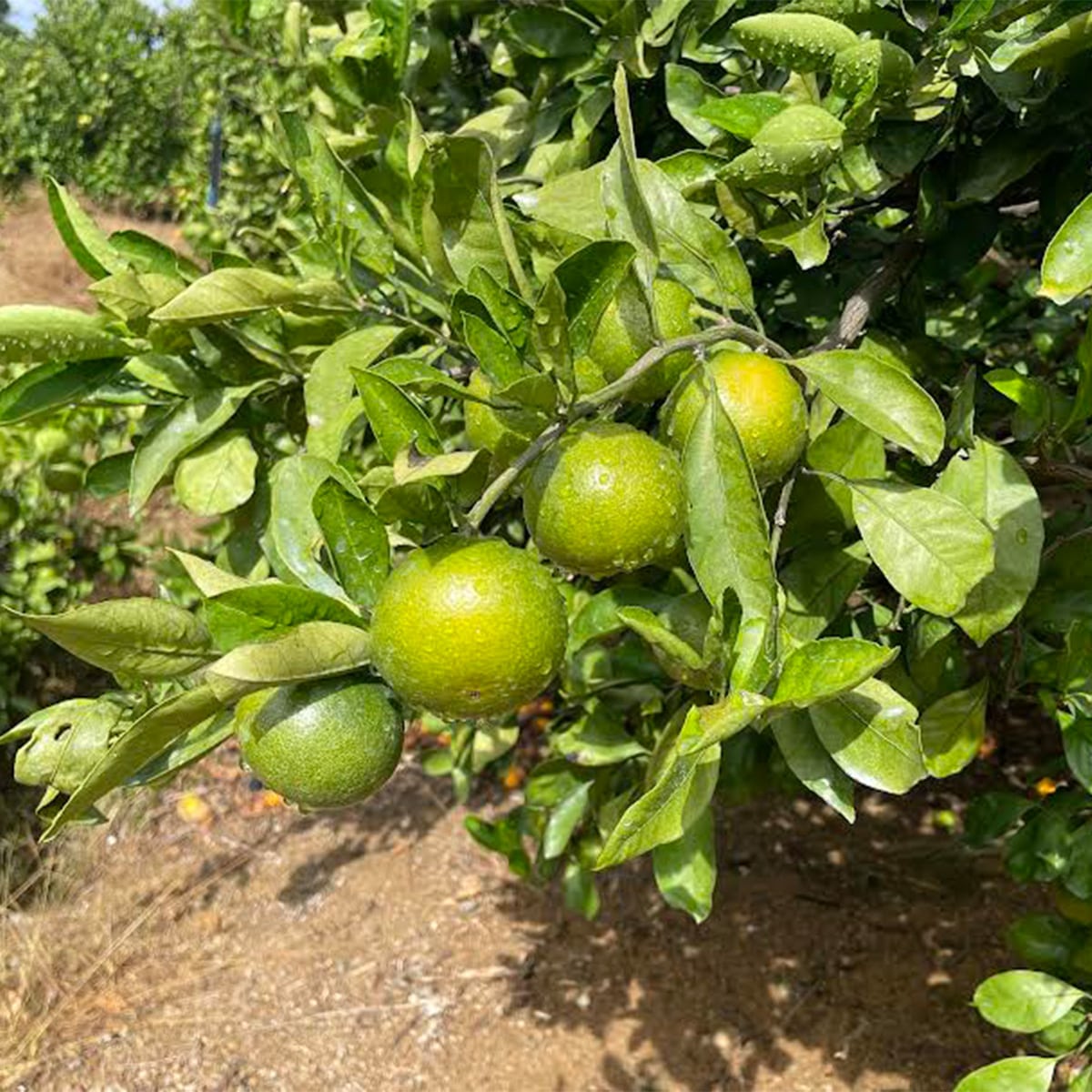 家庭用 崖っぷち蜜柑:5kg | ABCミッケ｜【公式】ABC通販サイト