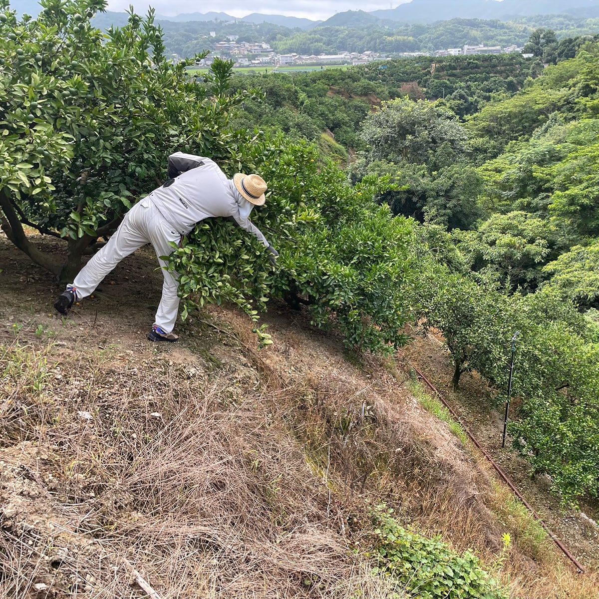 家庭用 崖っぷち蜜柑:5kg | ABCミッケ｜【公式】ABC通販サイト