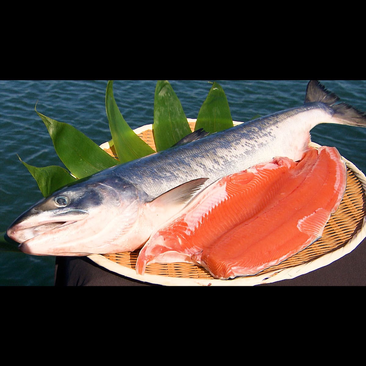 雄武町の宝 幻のブランド鮭 「雄宝」1尾分 | ABCミッケ｜【公式