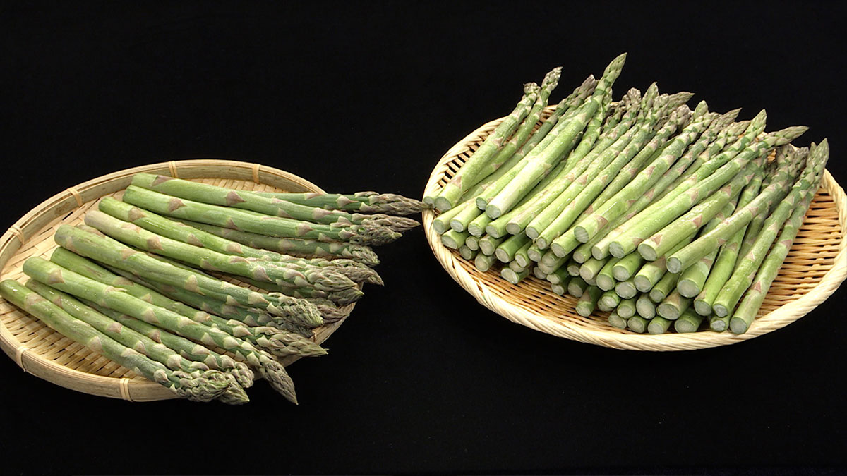 名寄市産 鮮度抜群！シャキッと特大グリーンアスパラ2㎏ | ABC