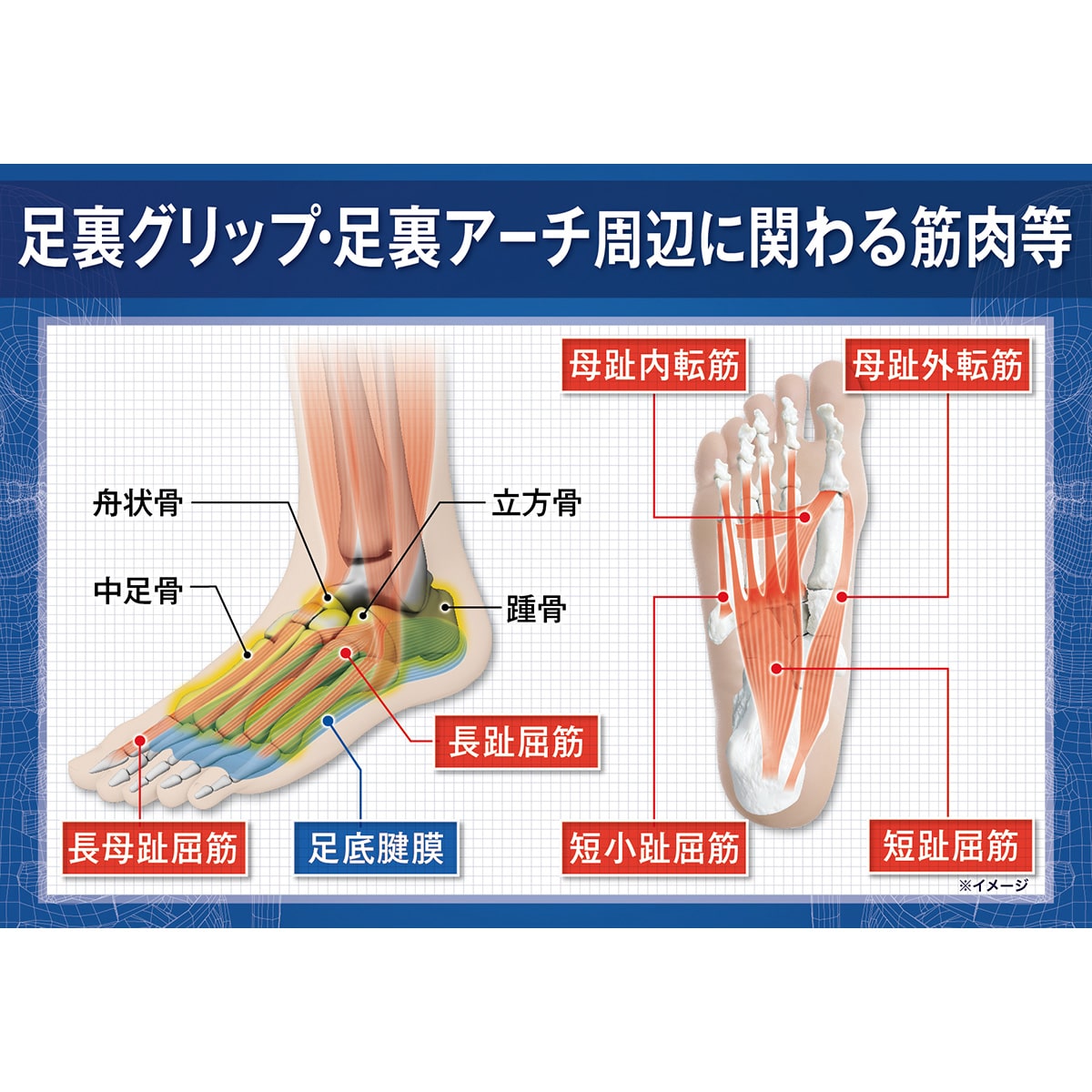 整体師が本気で考えた足指足裏立体健康サボシューズ | ABCミッケ
