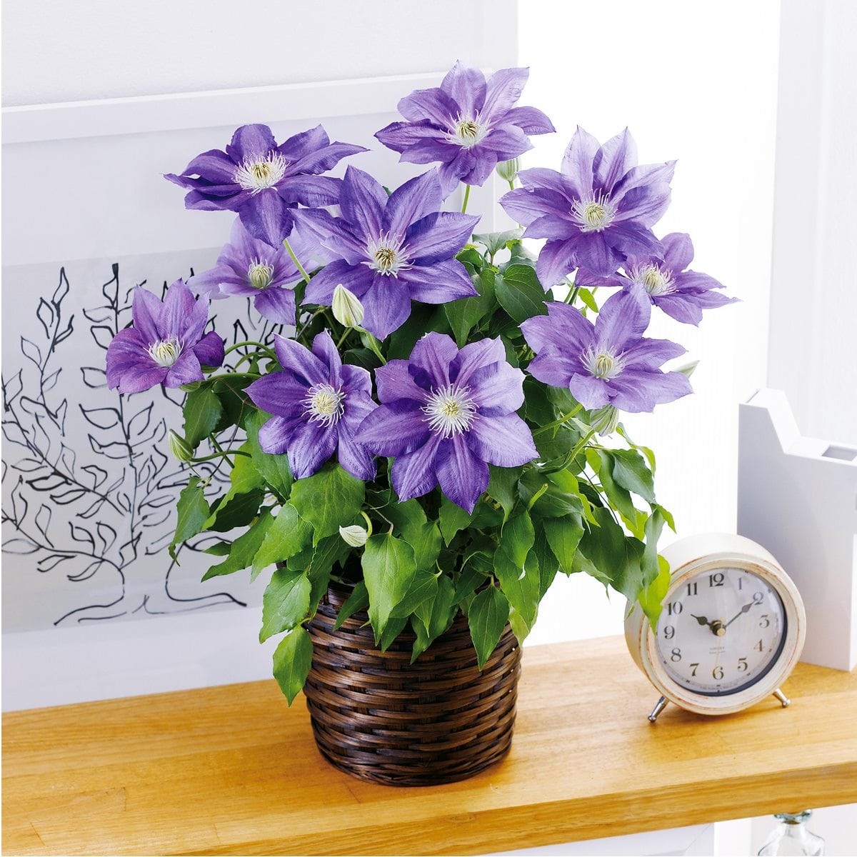 クレマチス 青 農業資材 ガーデニング用品の人気商品 通販 価格比較 価格 Com